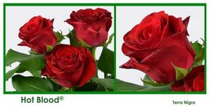 ROSE HOT BLOOD 50